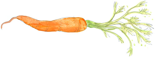 Karotte: Illustration für das Magazin Saisonküche