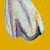 Wilder Knoblauch
